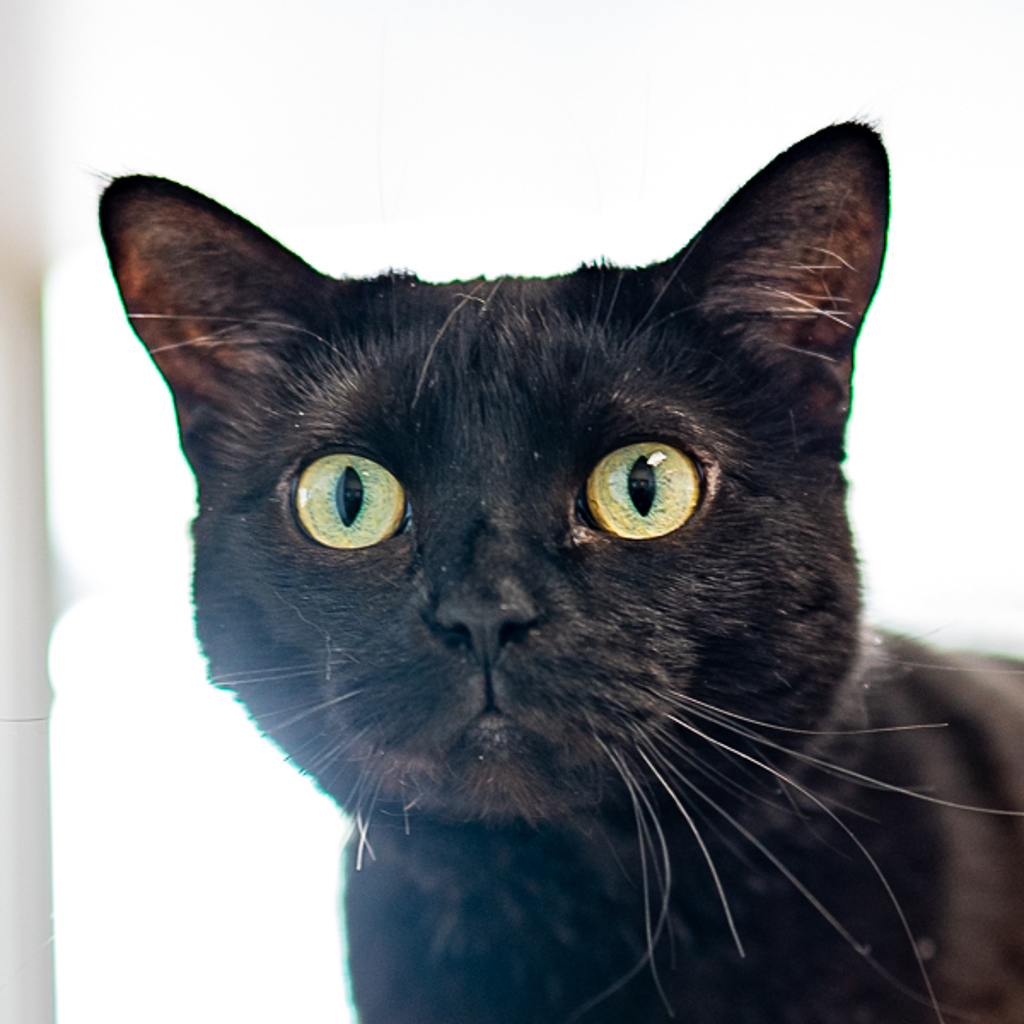 Stella