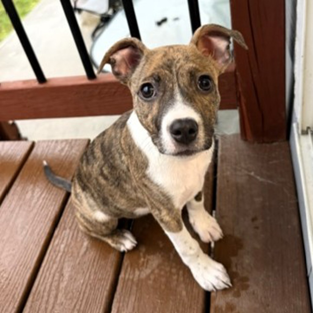 Stella