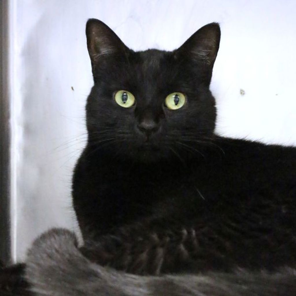 Stella -- Bonded Buddy With Lucious