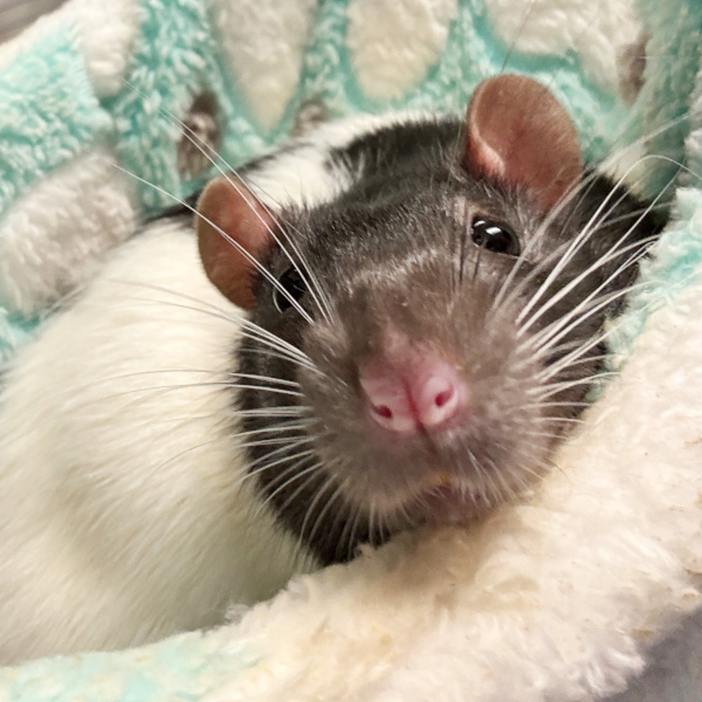 Stellan