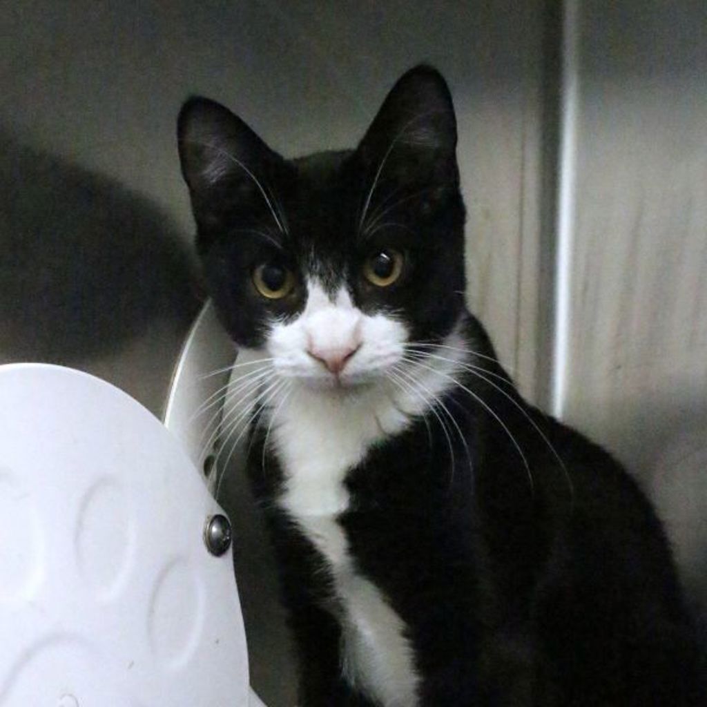 Thackery Binx