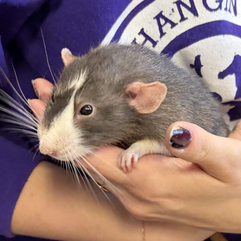 Tiny Tim -- Bonded Buddy With Rocky