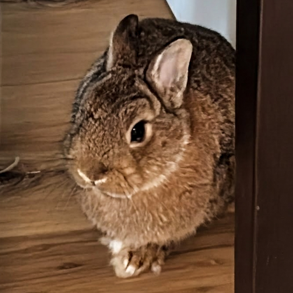 Truffle
