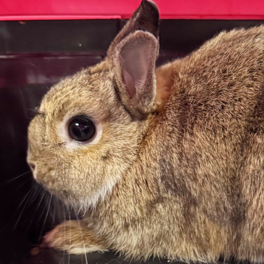 Truffle