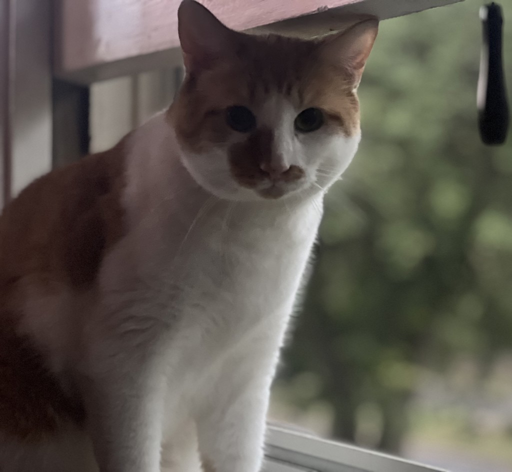 Tuffy