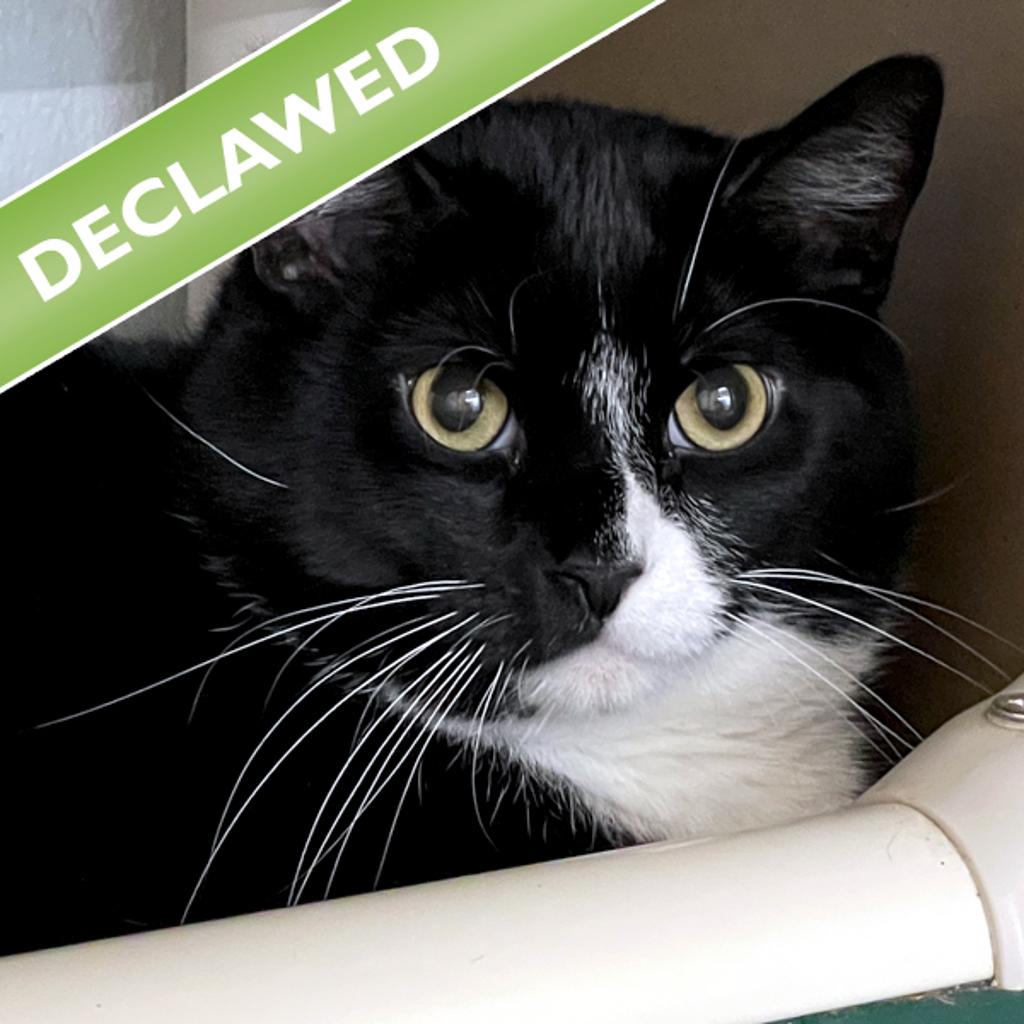 Tuxedo -- Bonded Buddy With Tim