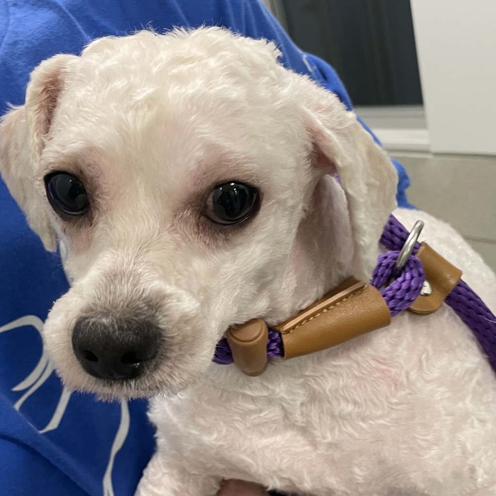 Maltese