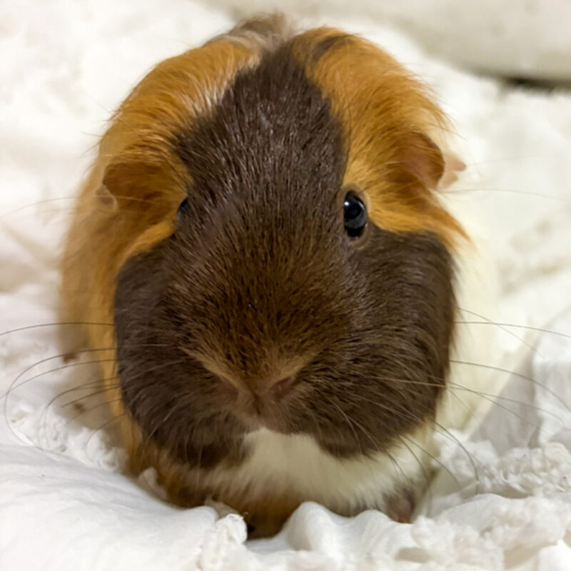 Willie -- Bonded Buddy With Wilma