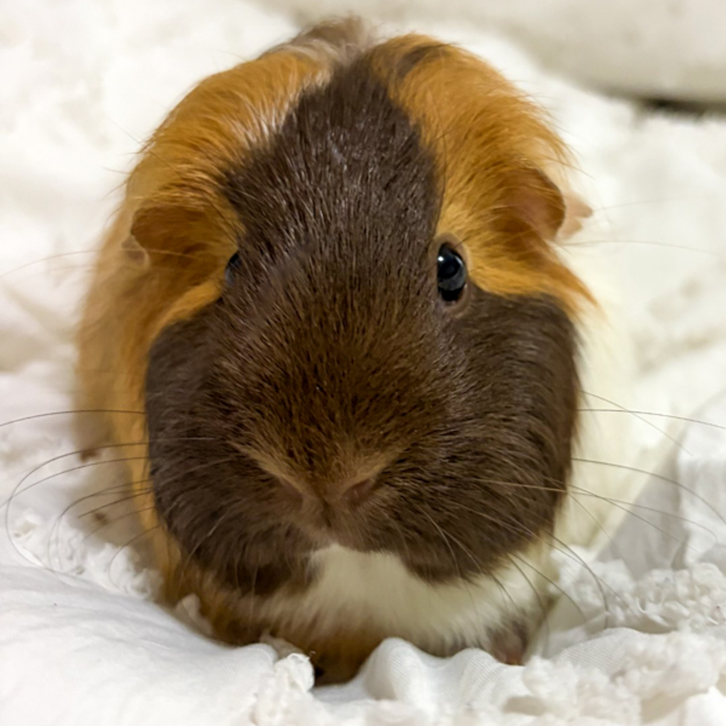 Willie -- Bonded Buddy With Wilma