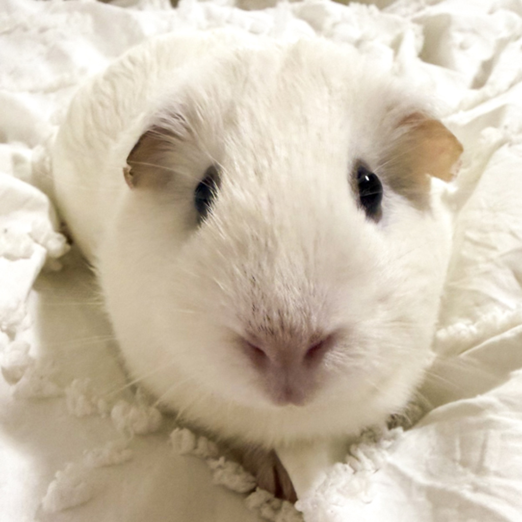 Wilma -- Bonded Buddy With Willie
