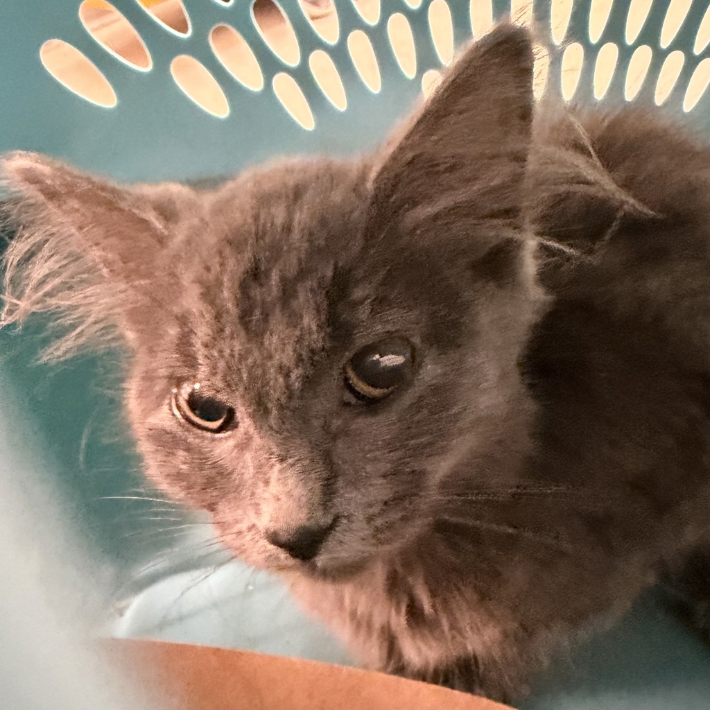 Winnie