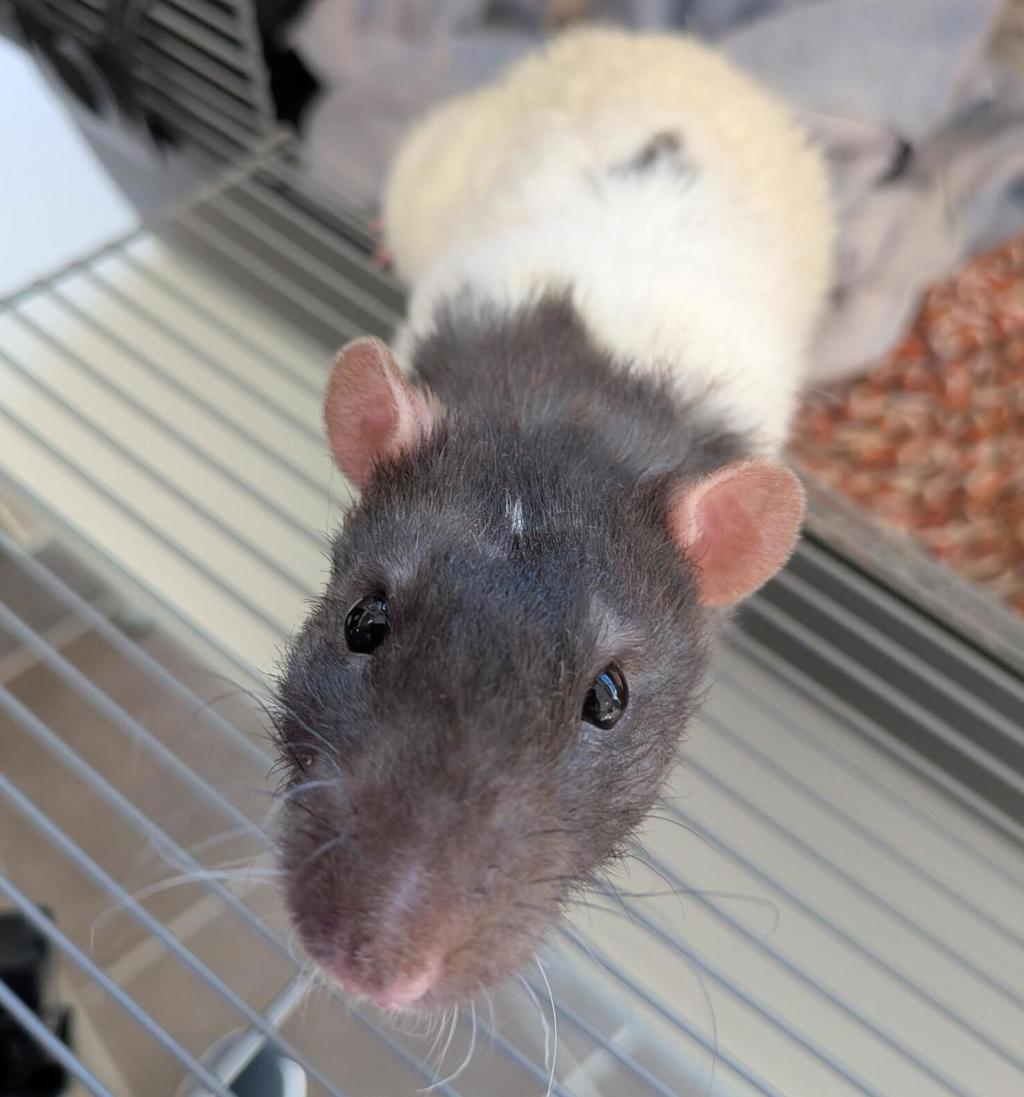 Yogurt -- Bonded Buddy With Granola