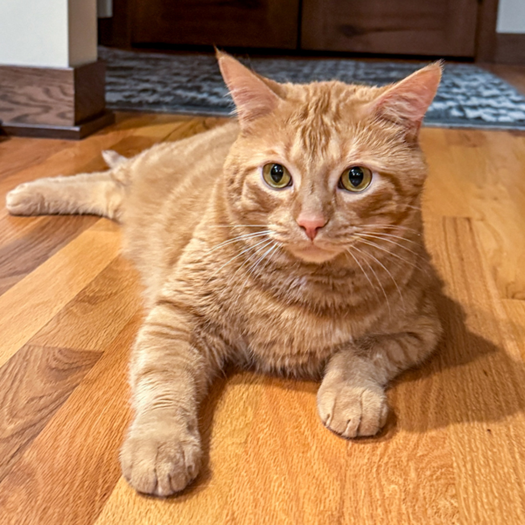 Ziggy