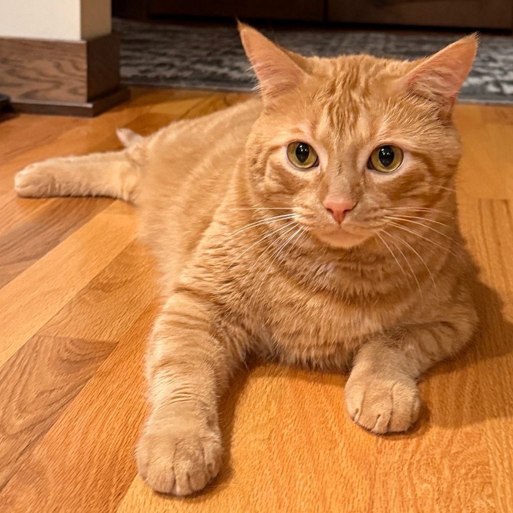 Ziggy